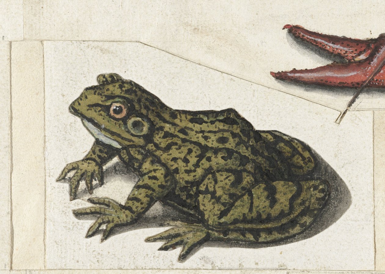 Kikker Lombard albümü (seri başlığı) by Anonymous