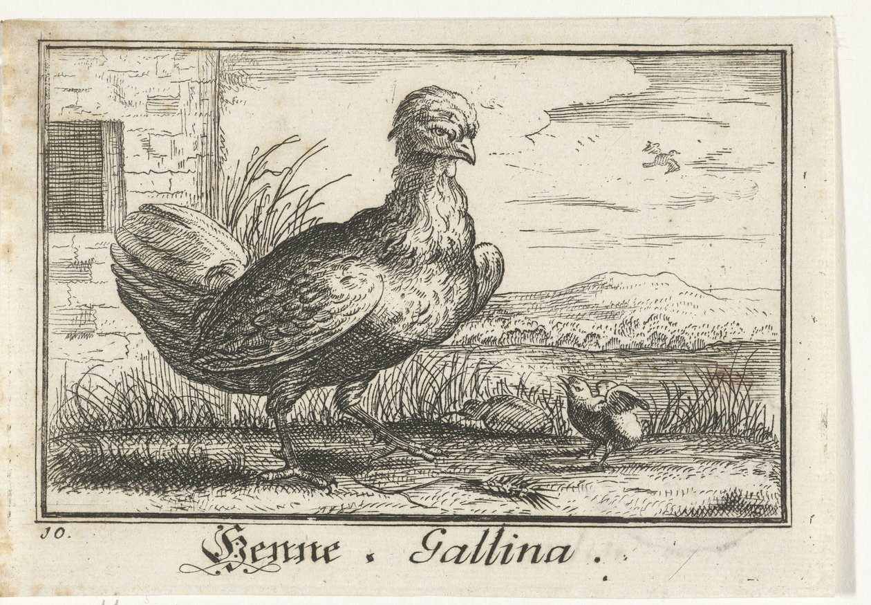 civciv ile tavuk Kına, Gallina. (nesne üzerindeki başlık) by Anonymous