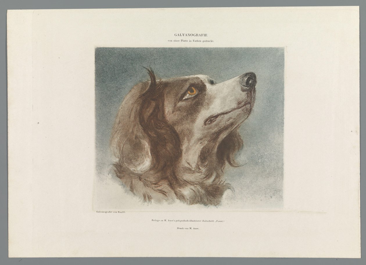 bir köpeğin başı by Anonymous