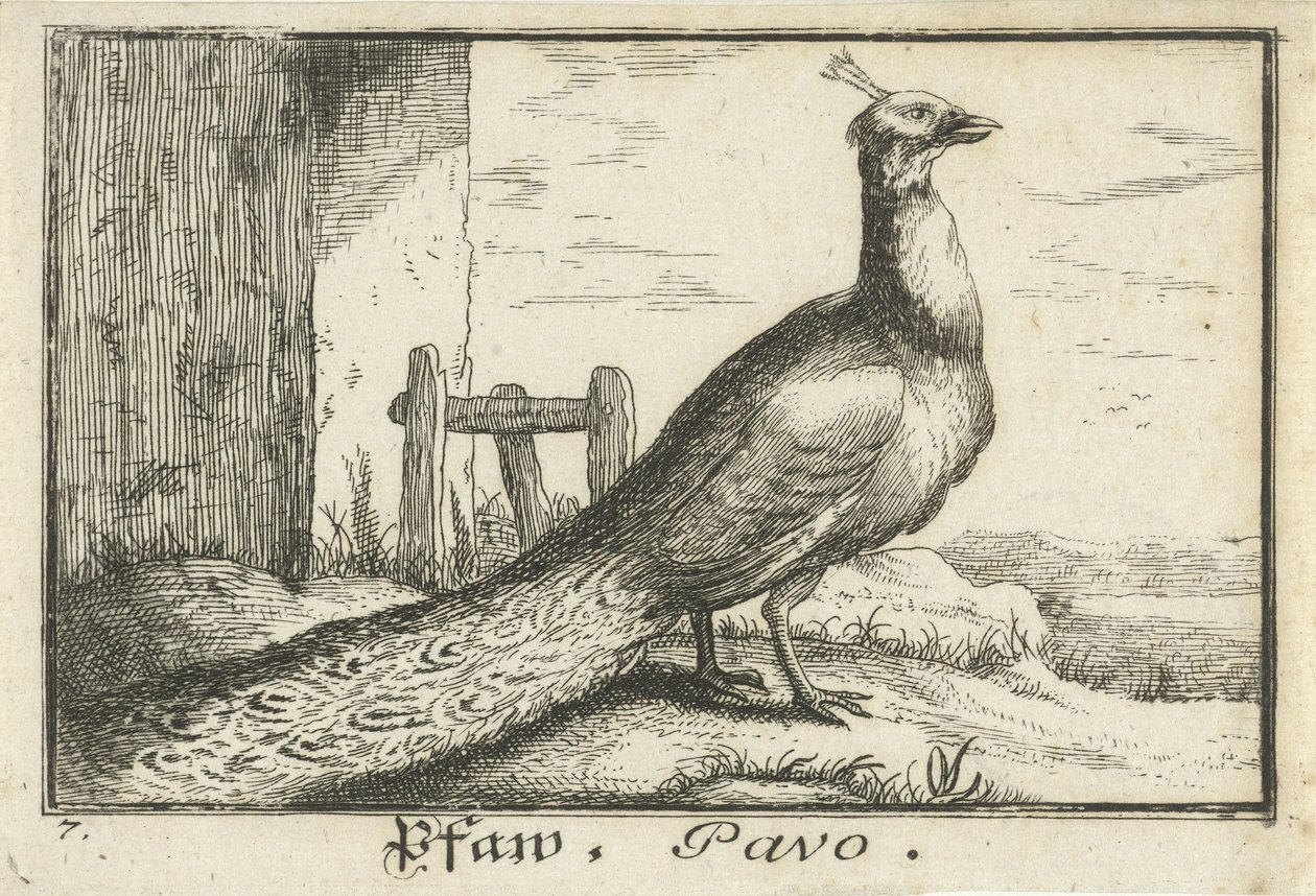 Tavus kuşu ile manzara Pfaw, Pavo (nesne üzerindeki başlık) by Anonymous