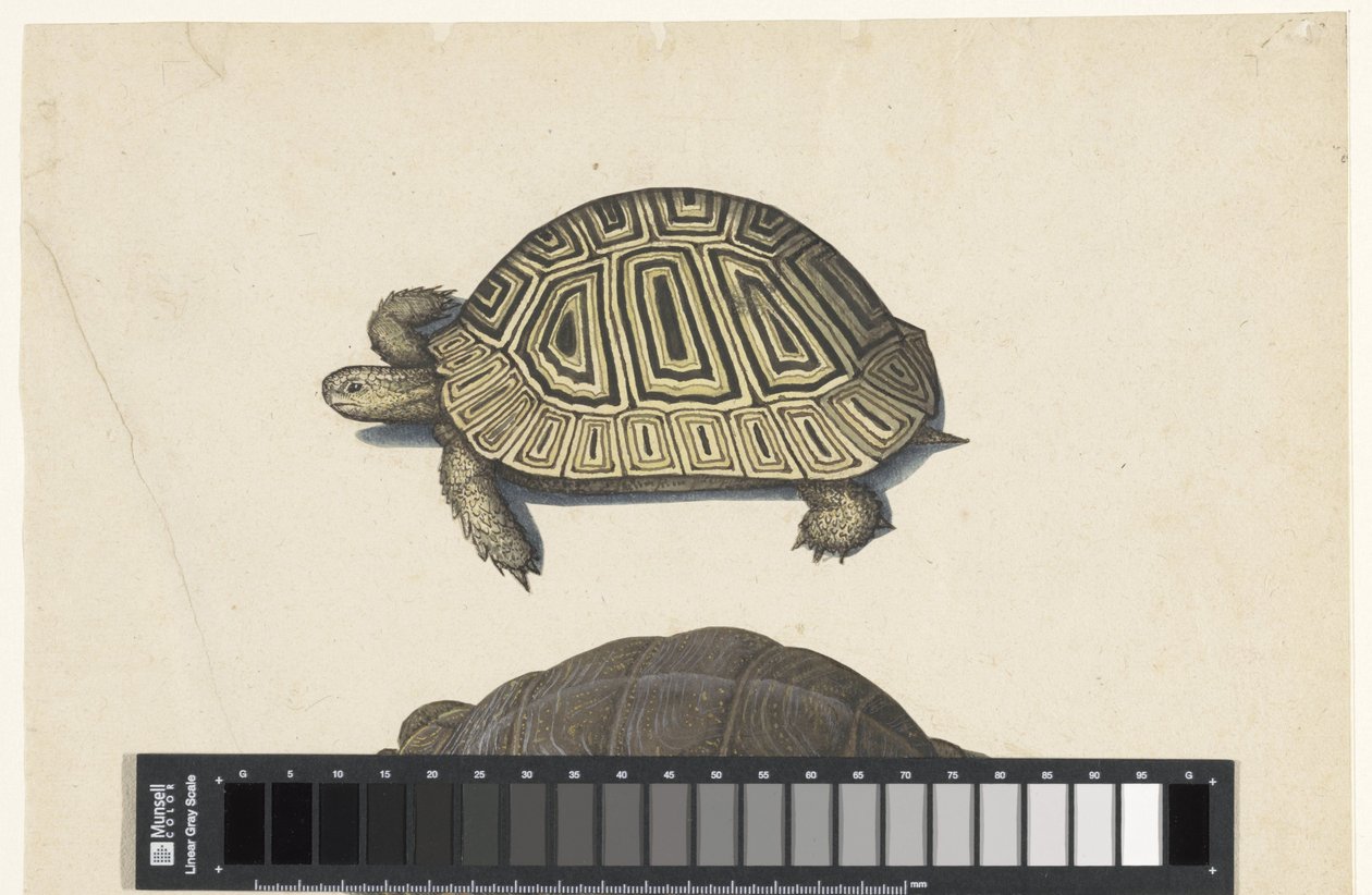 Landschildpad Lombard albümü (seri başlığı) by Anonymous
