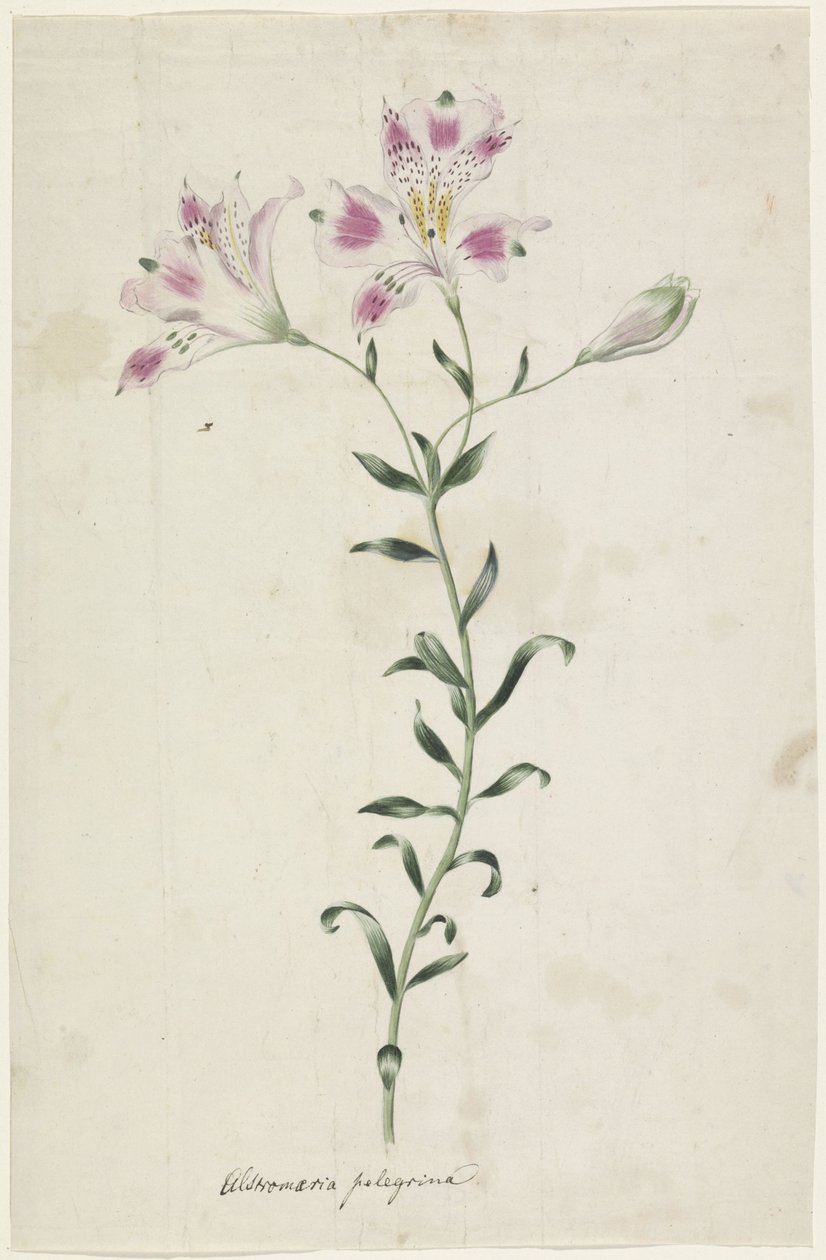 Leslie (Alstroemeria Pelegrina) by Anonymous