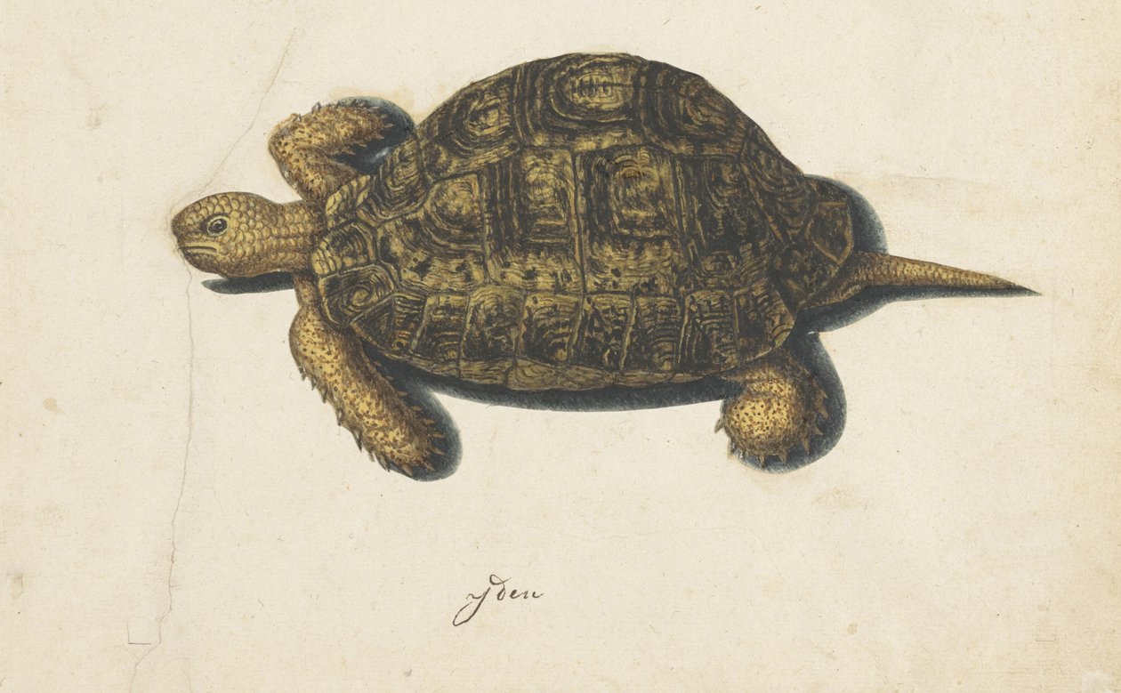 Terrapin Lombard albümü (seri başlığı) by Anonymous