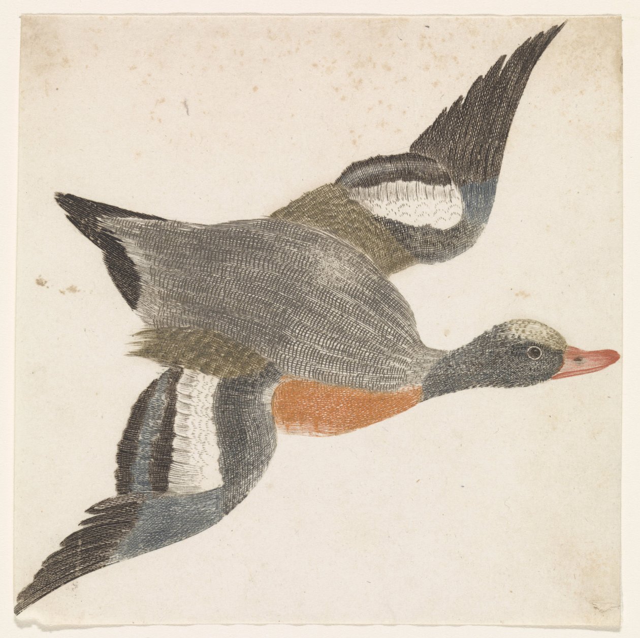 Sağdan uçan widgeon (ördek türleri) by Anonymous