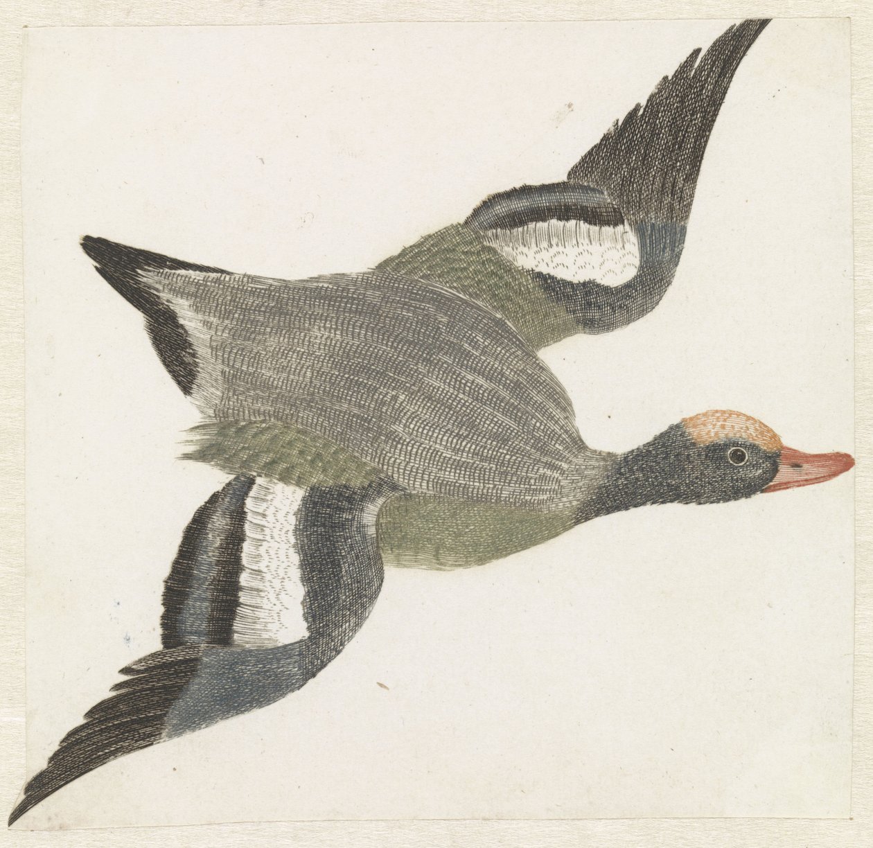 Sağa uçan Widgeon by Anonymous