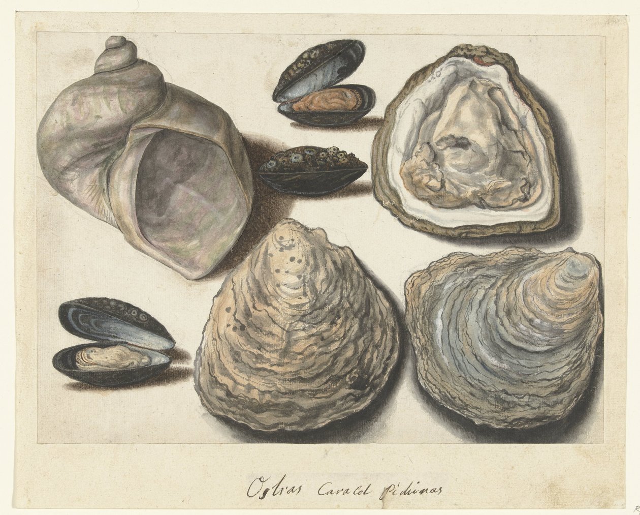 İstiridye, Midye ve Moonhorn Ostras Caracol Pichinas (nesne üzerindeki başlık) Lombard albümü (seri başlığı) by Anonymous