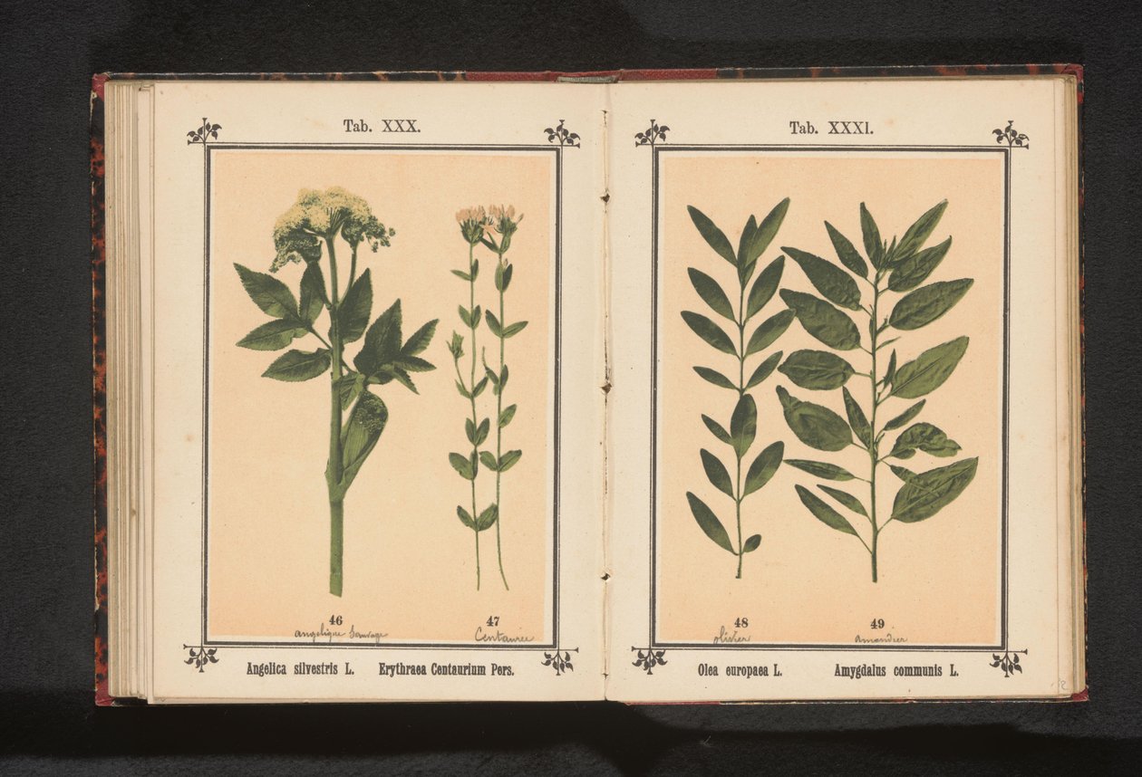 Zeytin dalı ve badem dalı Olea europaea L. Amygdalus communis L. (nesne üzerindeki başlık) by Anonymous