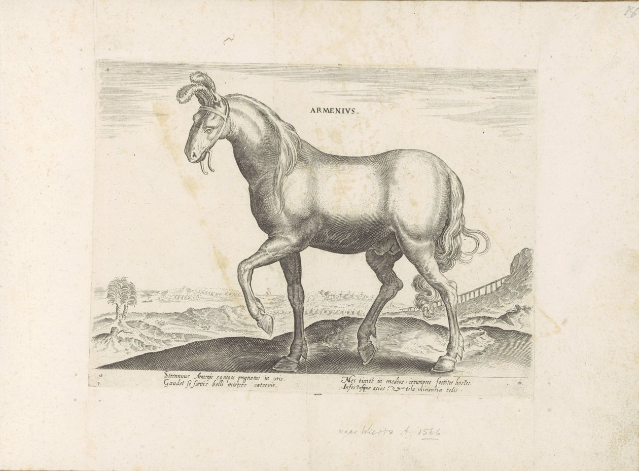 Paard, Ermenistan