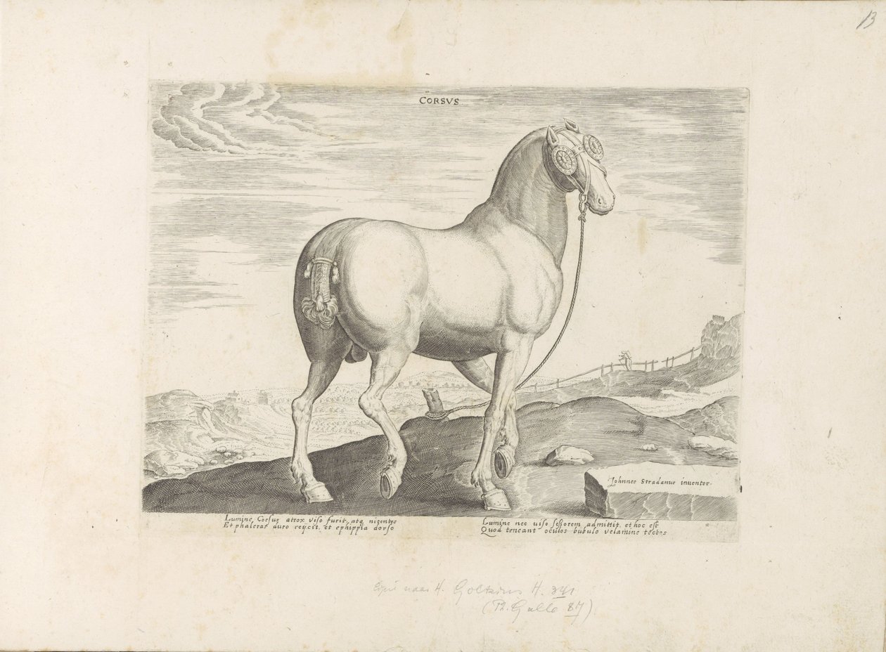 Paard, Korsika