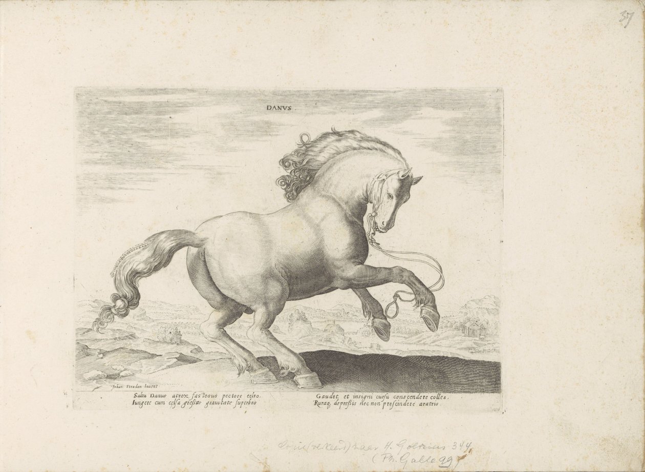Paard, Denemarken