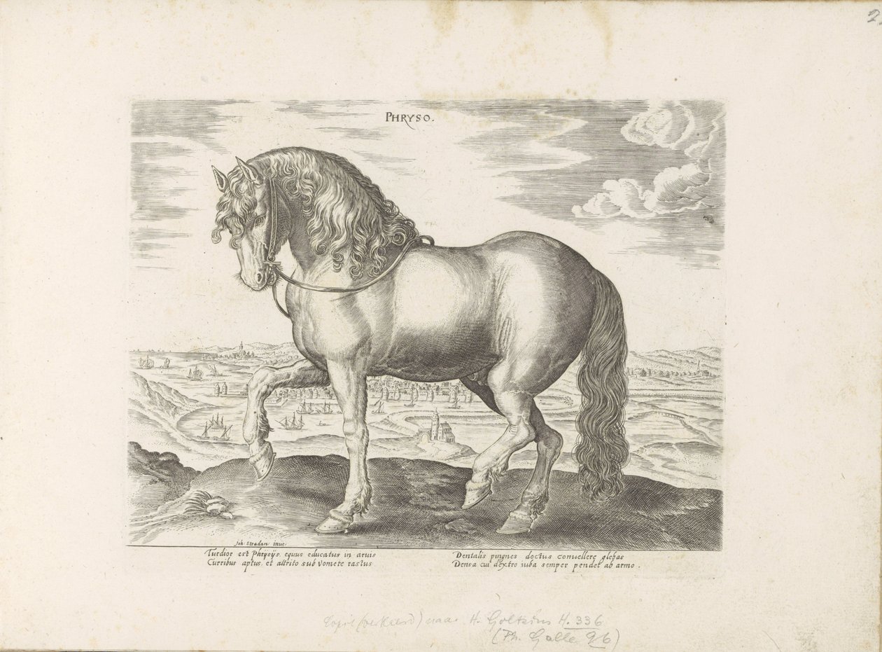 Paard, Friesland