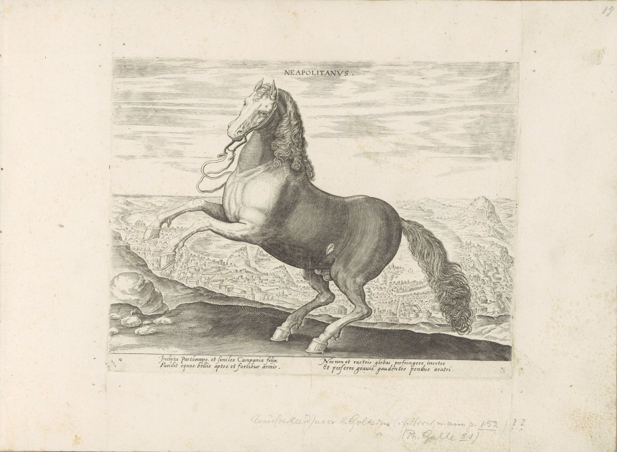 Paard Napels