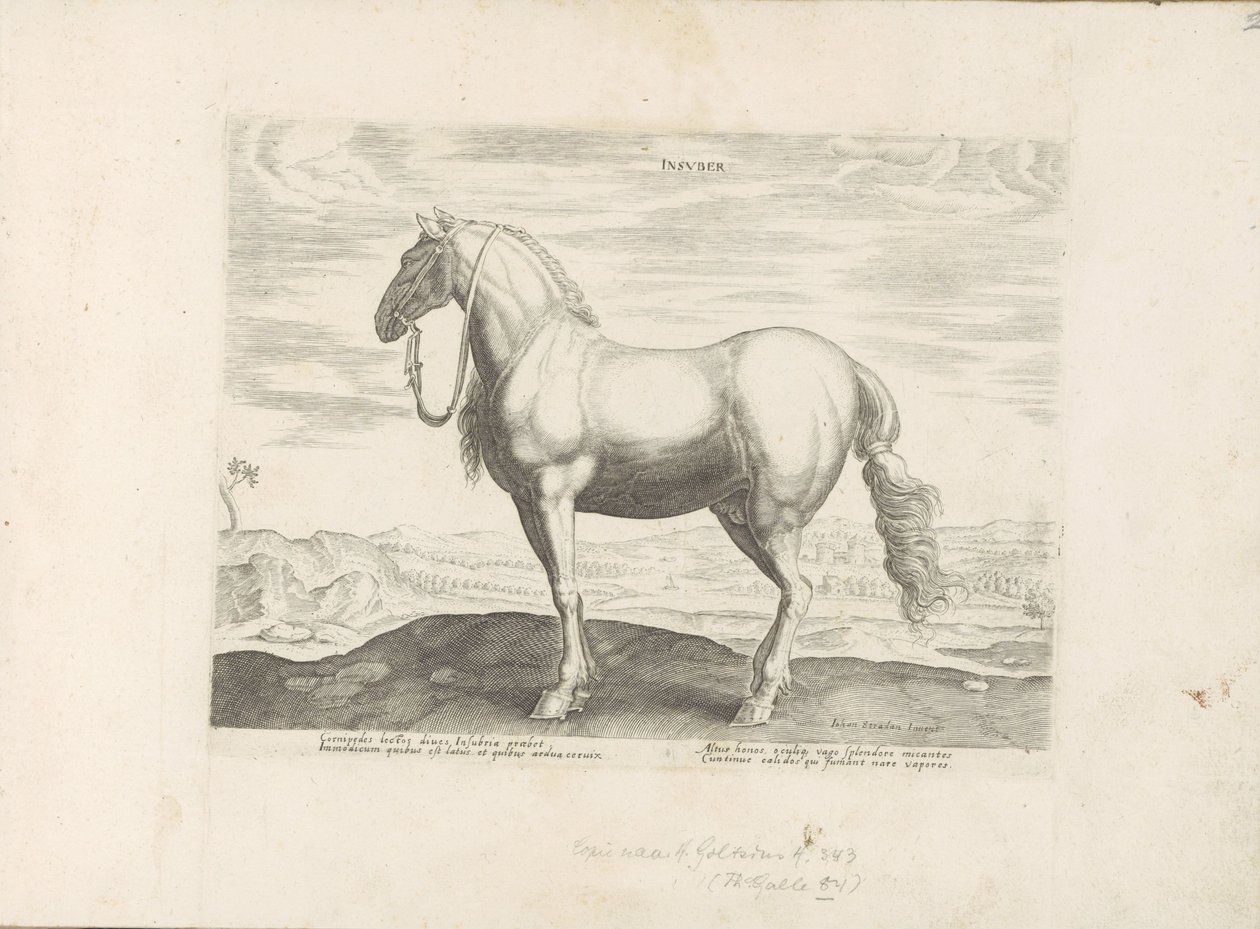Paard, Noord-Italië