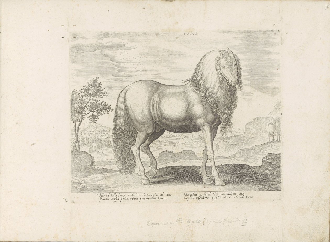 Paard, Roemenië