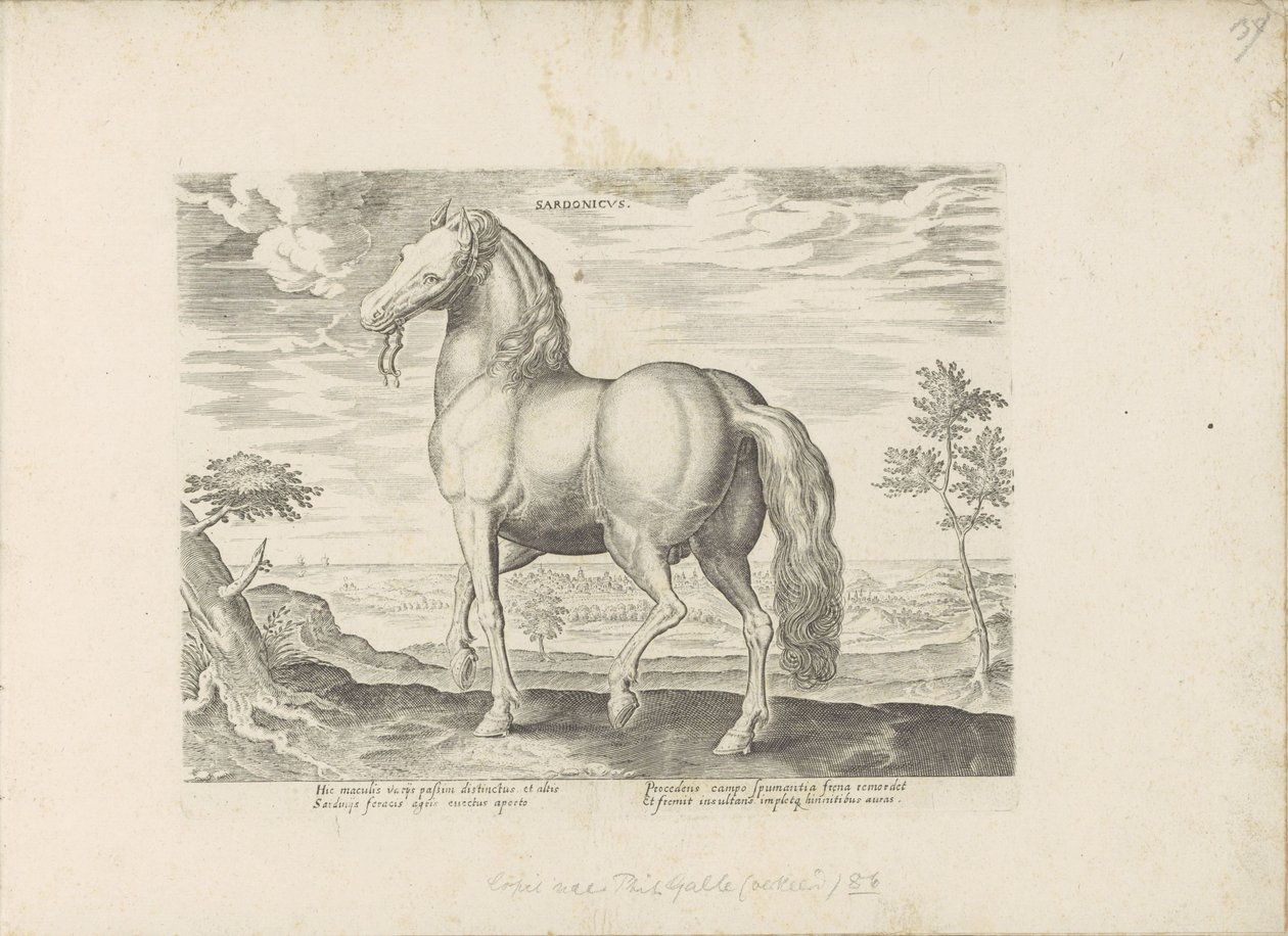 Paard, Sardunya