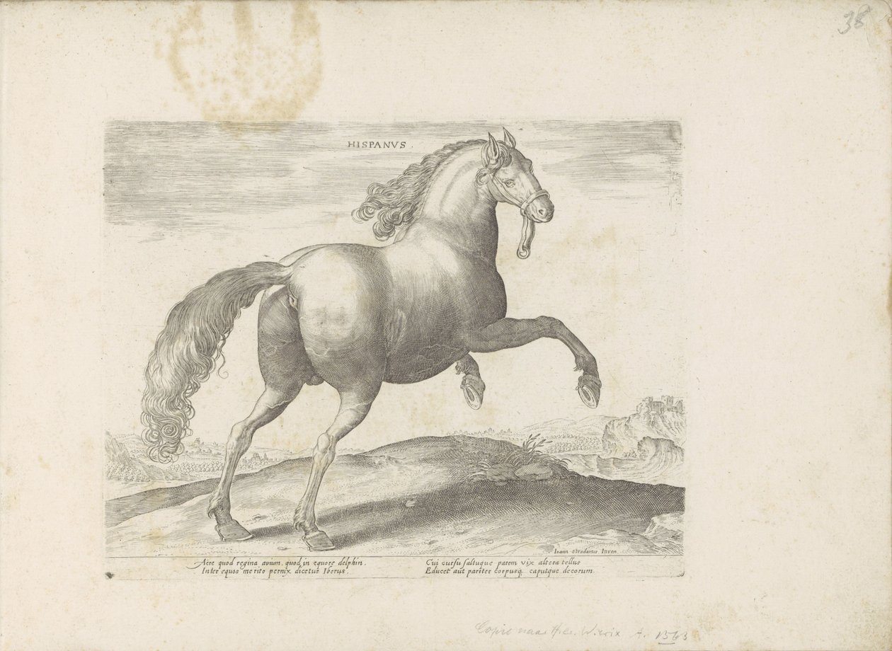Paard uit Spanje Hispanus (nesne üzerindeki başlık) by Anonymous