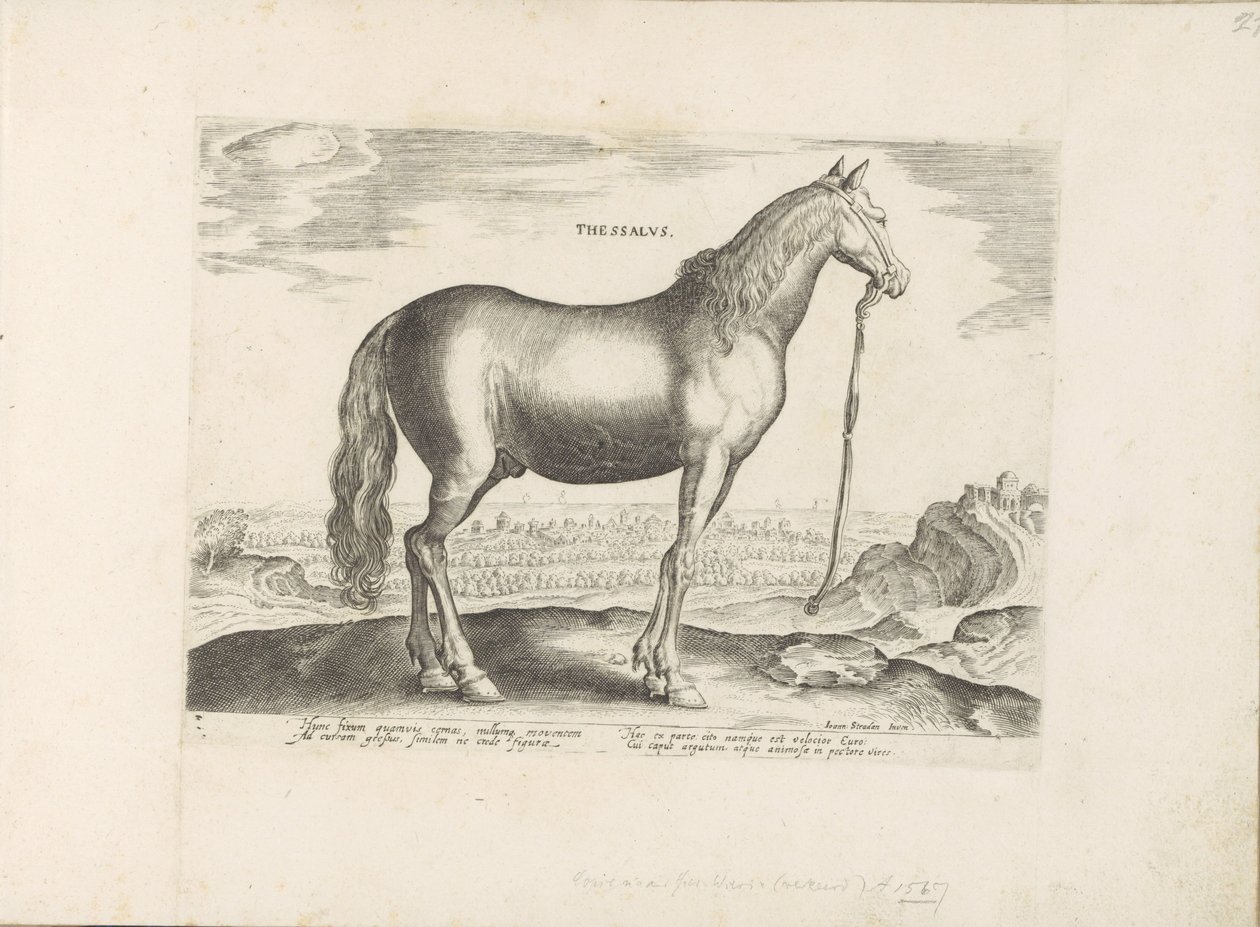 Paard, Teselya