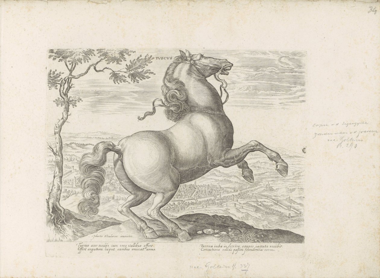 Paard, Toscane
