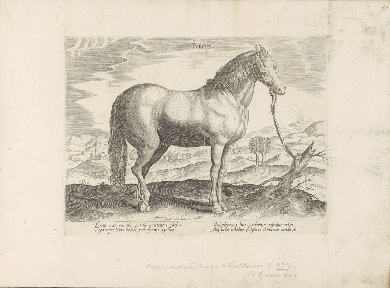 Paard Türkiye