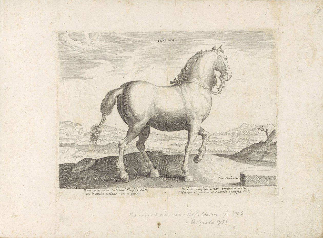 Paard, Vlaanderen