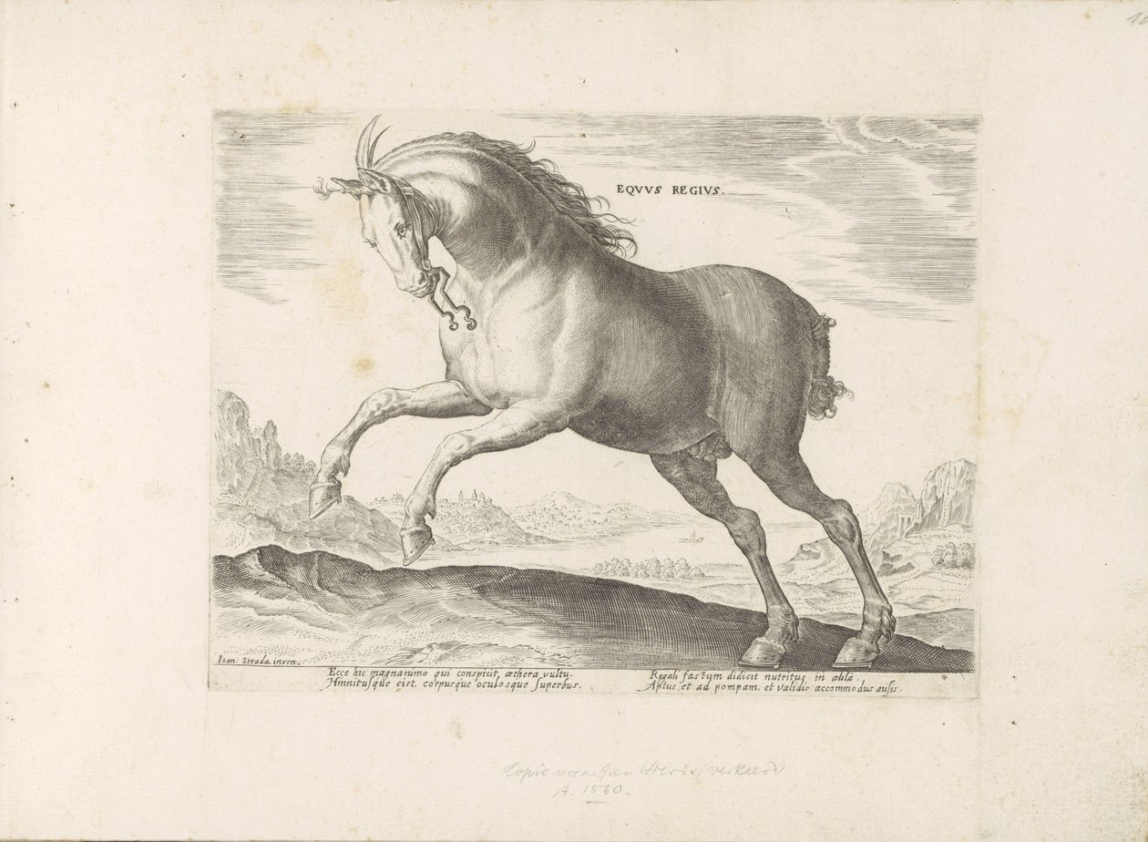 Paard van het ras Equus Regius (de Koninklijke) Kraliyet Atı (nesne üzerindeki başlık) Paardenrassen uit de Koninklijke stallen van Don Juan van Oostenrijk (seri başlığı) Her türden en soylu olan bir ahır: dünyanın çeşitli yerlerinden gelen atların görgü k by Anonymous