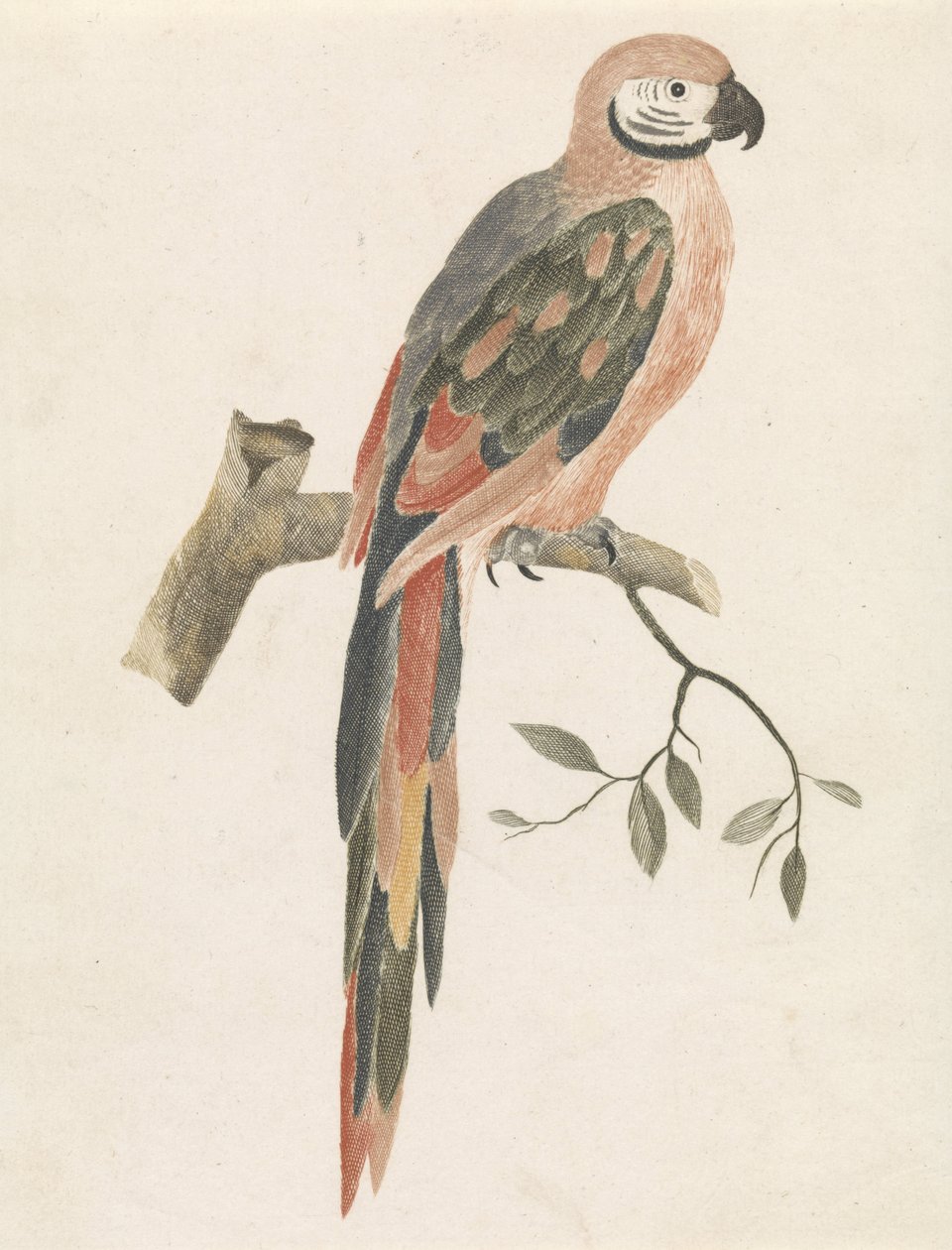 Bir dalda papağan by Anonymous