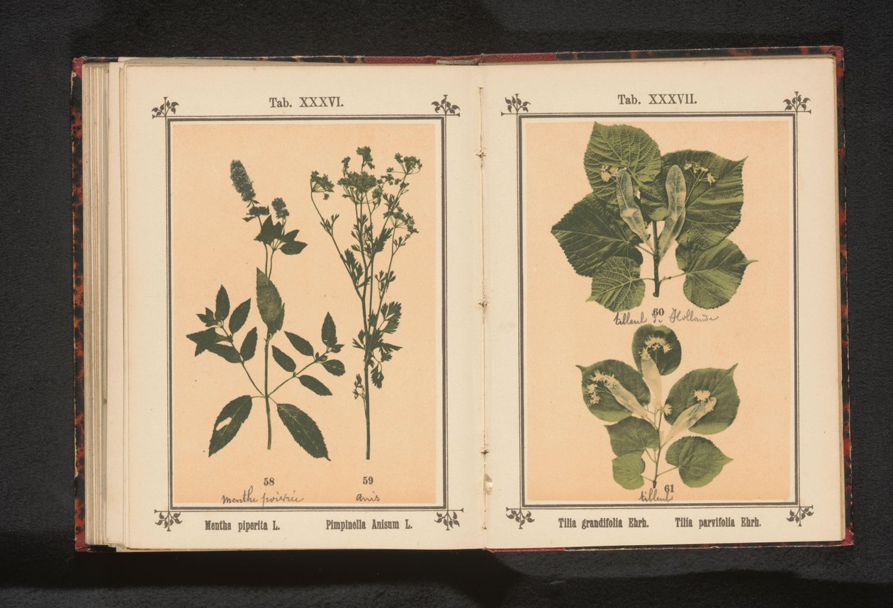 nane ve anason Mentha piperita L. Pimpinella Anisum L. (nesne üzerindeki başlık) by Anonymous