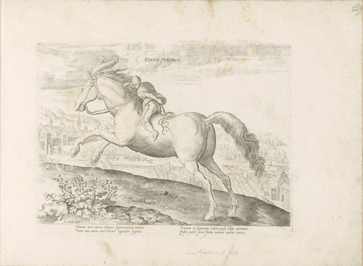 Renpaard, Ruiter