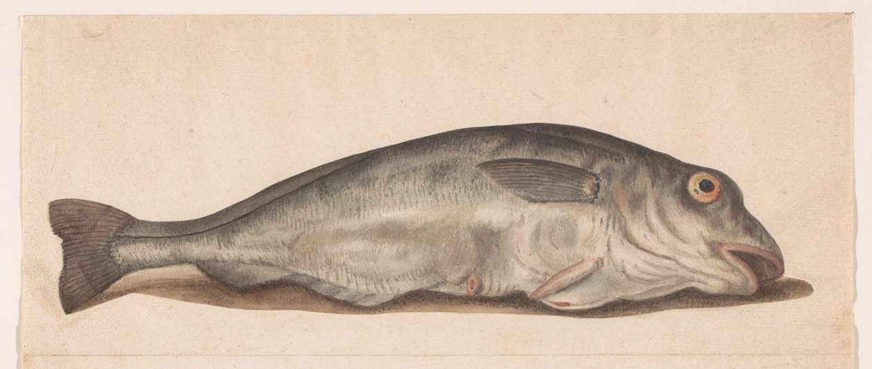 Haddock Lombard albümü (seri başlığı) by Anonymous