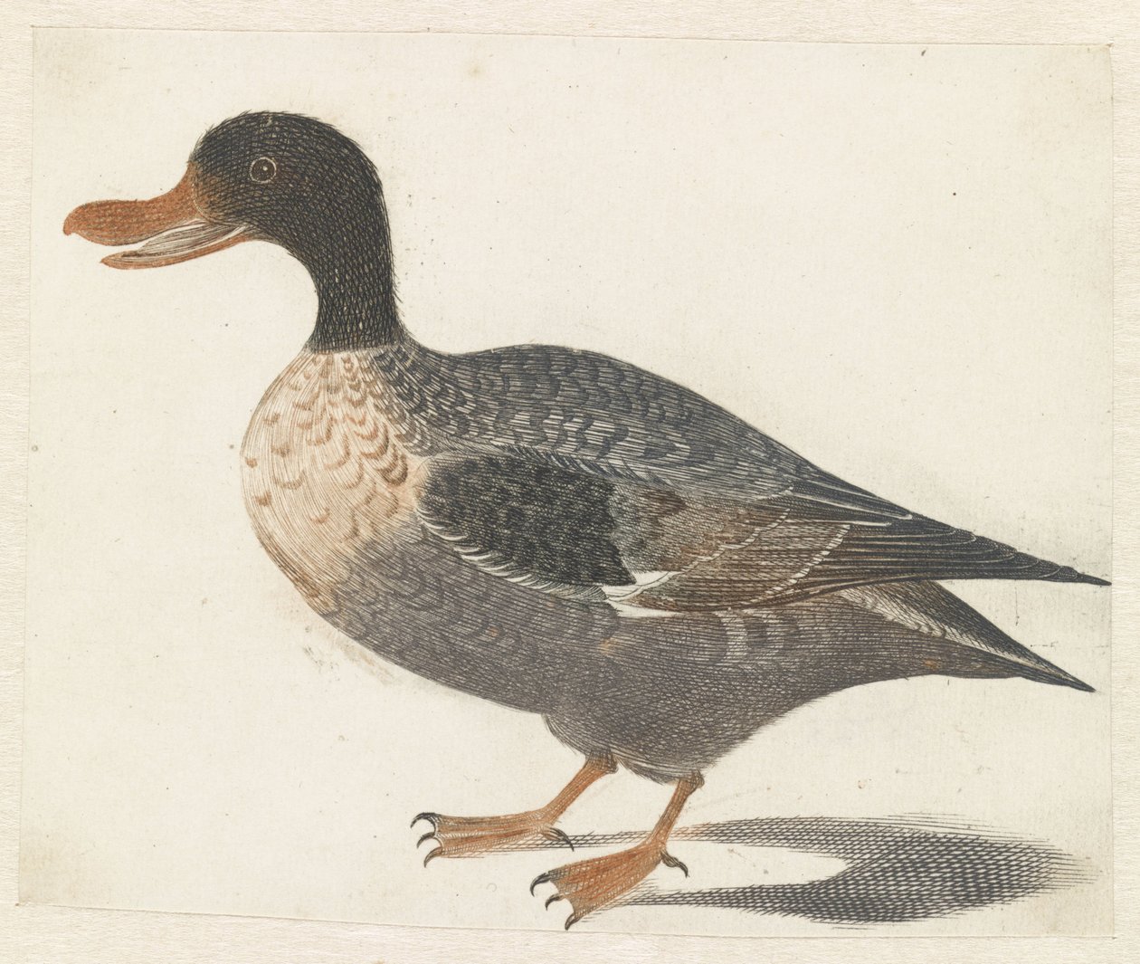 Solda duran ördek by Anonymous