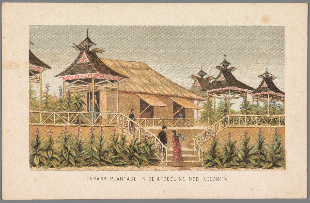 Amsterdam'daki Dünya Sergisinde Hollanda kolonilerinin tütün ekimi, 1883 Ned: Koloniler bölümünde tütün ekimi (nesne üzerindeki başlık) 1883'teki Amsterdam Hafızası (nesnedeki seri başlığı) by Anonymous