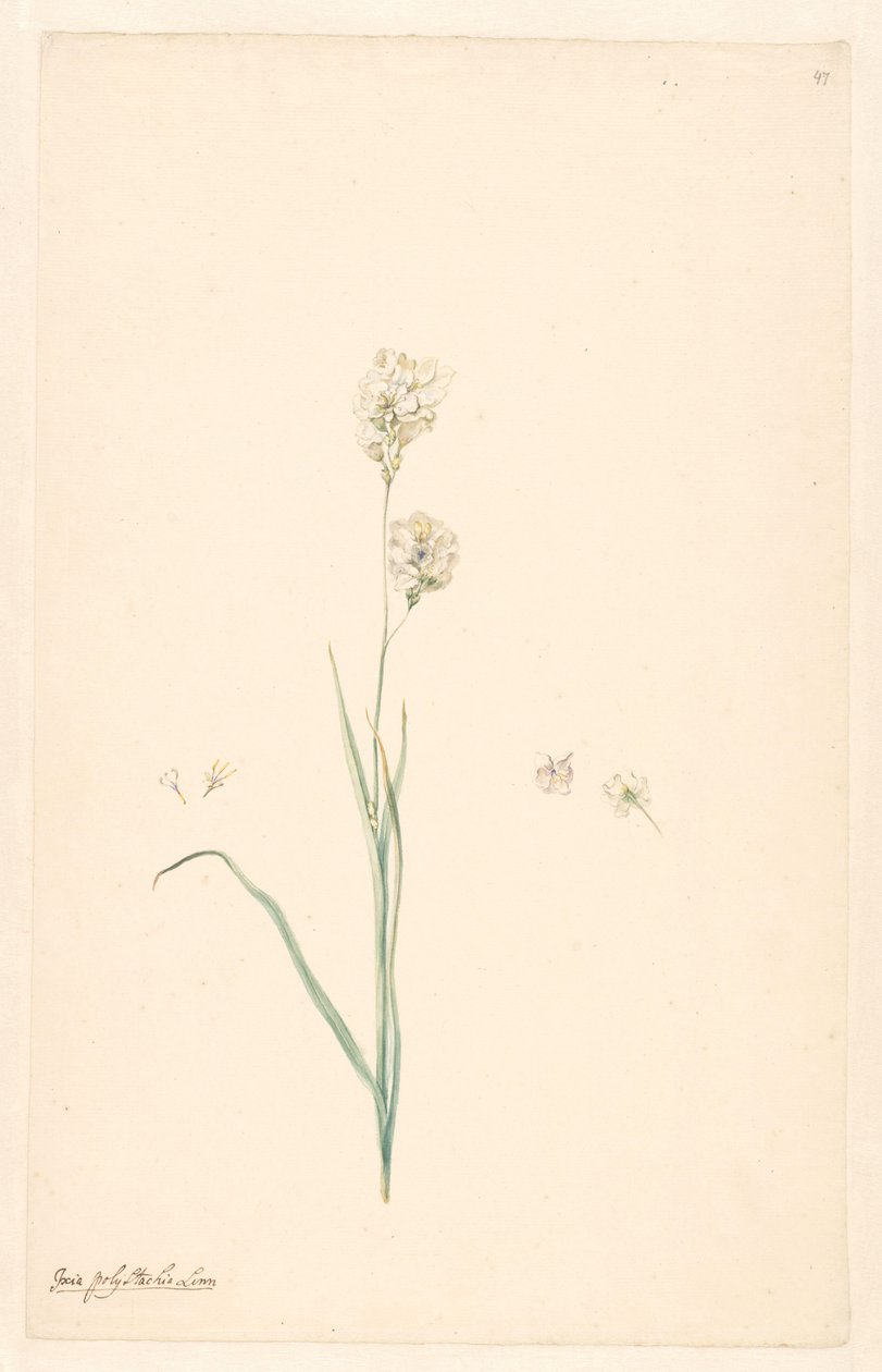 Ixia polystachya