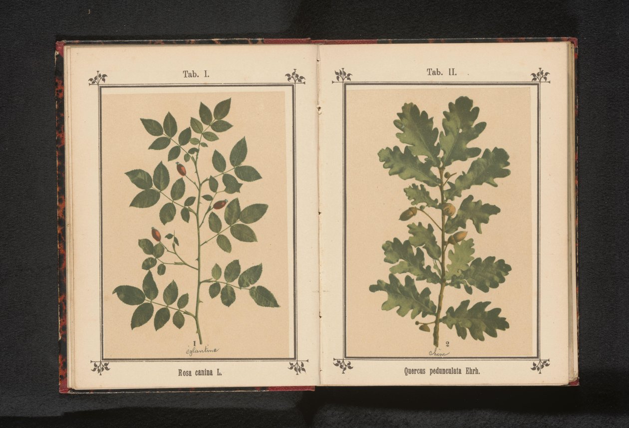Bir köpeğin dalı gülü Rosa canina (nesnedeki başlık) by Anonymous