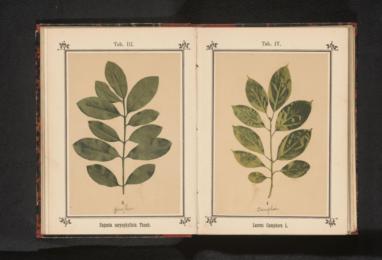 Bir karanfil ağacının dalı Eugenia caryophyllata Thunb. (nesne üzerindeki başlık) by Anonymous