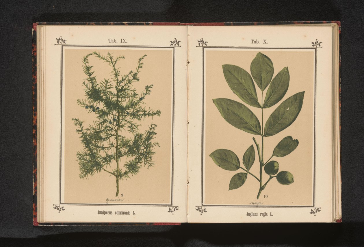 Ceviz dalı Juglans regia L. (nesne üzerindeki başlık) by Anonymous