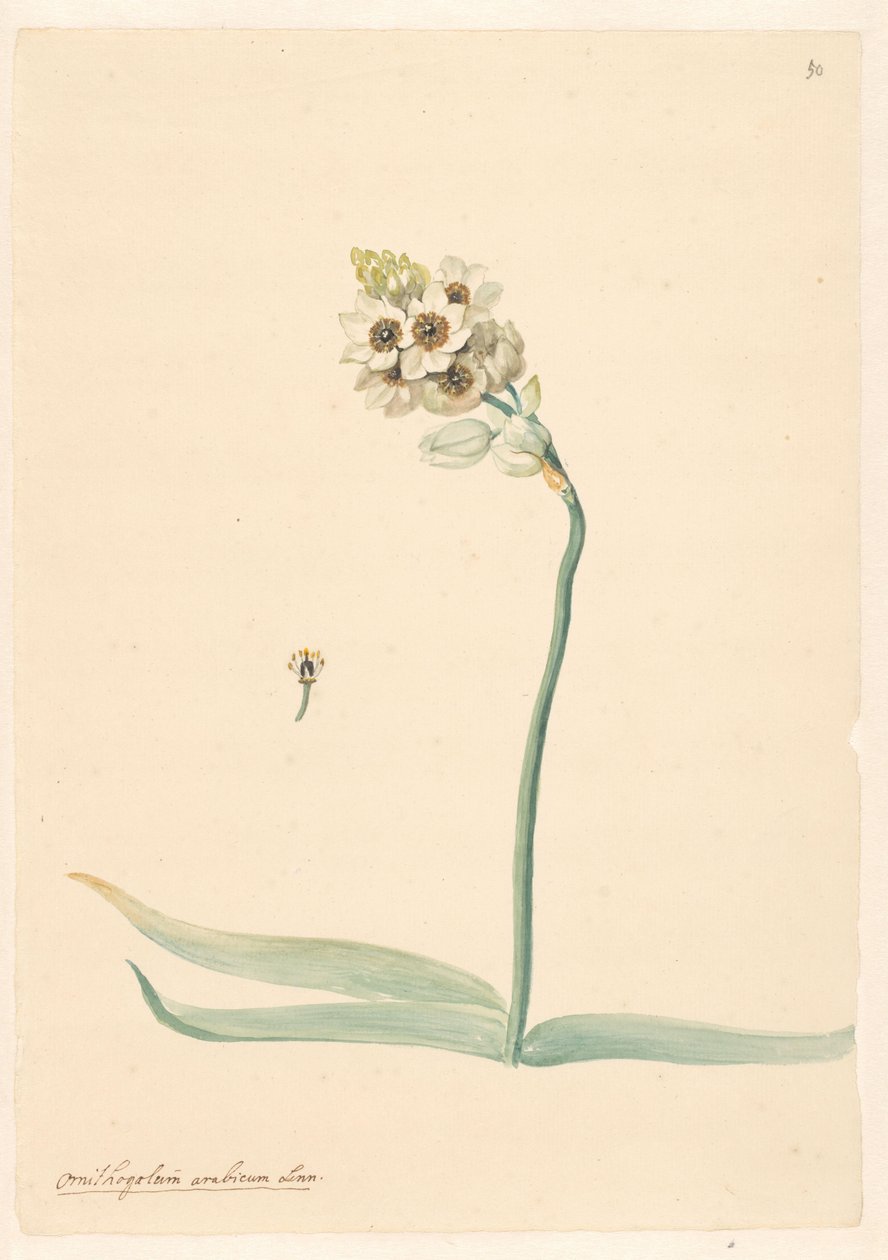 Pistil detayı ile kuş sütü dalı by Anonymous