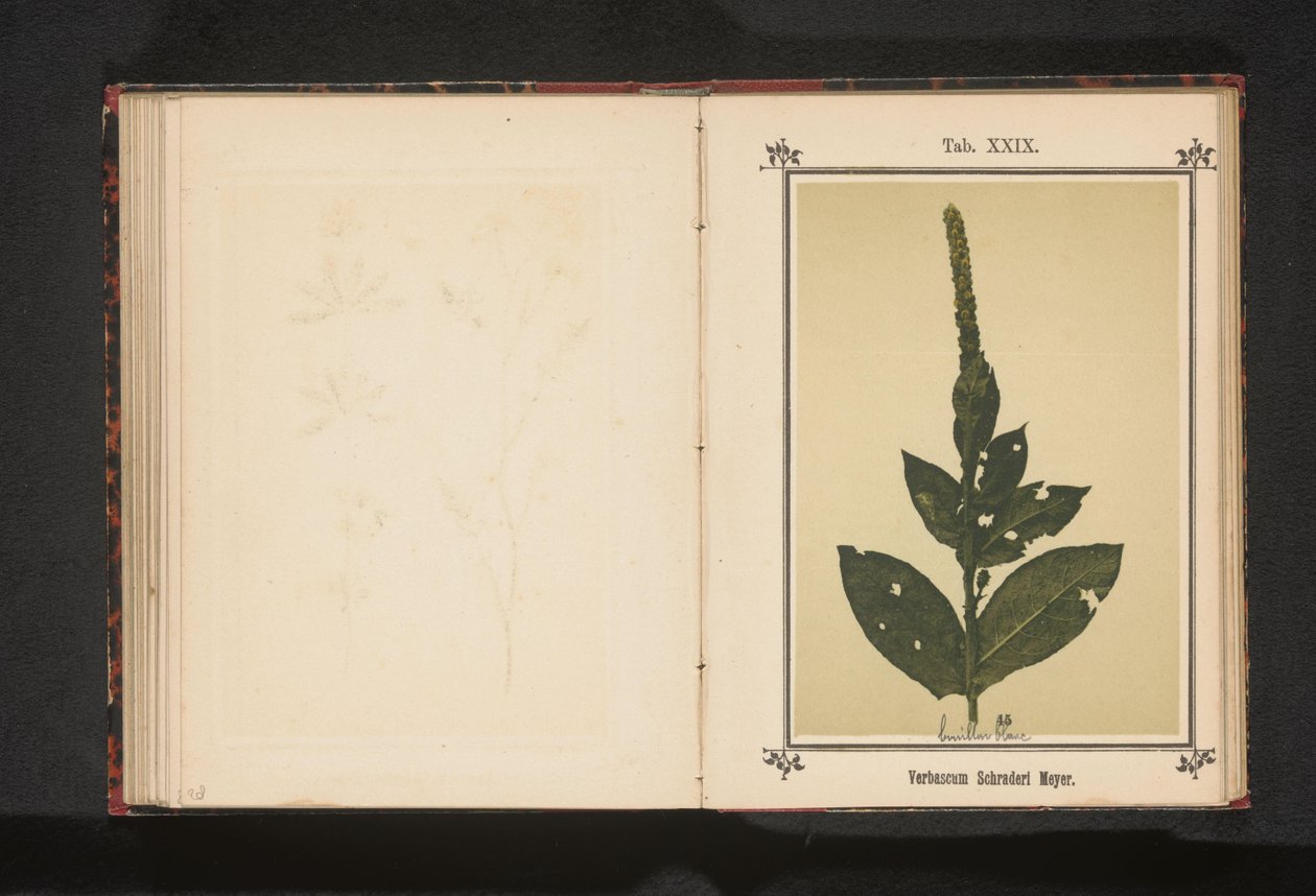 Tortlar Verbascum Schraderi Meyer (nesne üzerindeki başlık) by Anonymous
