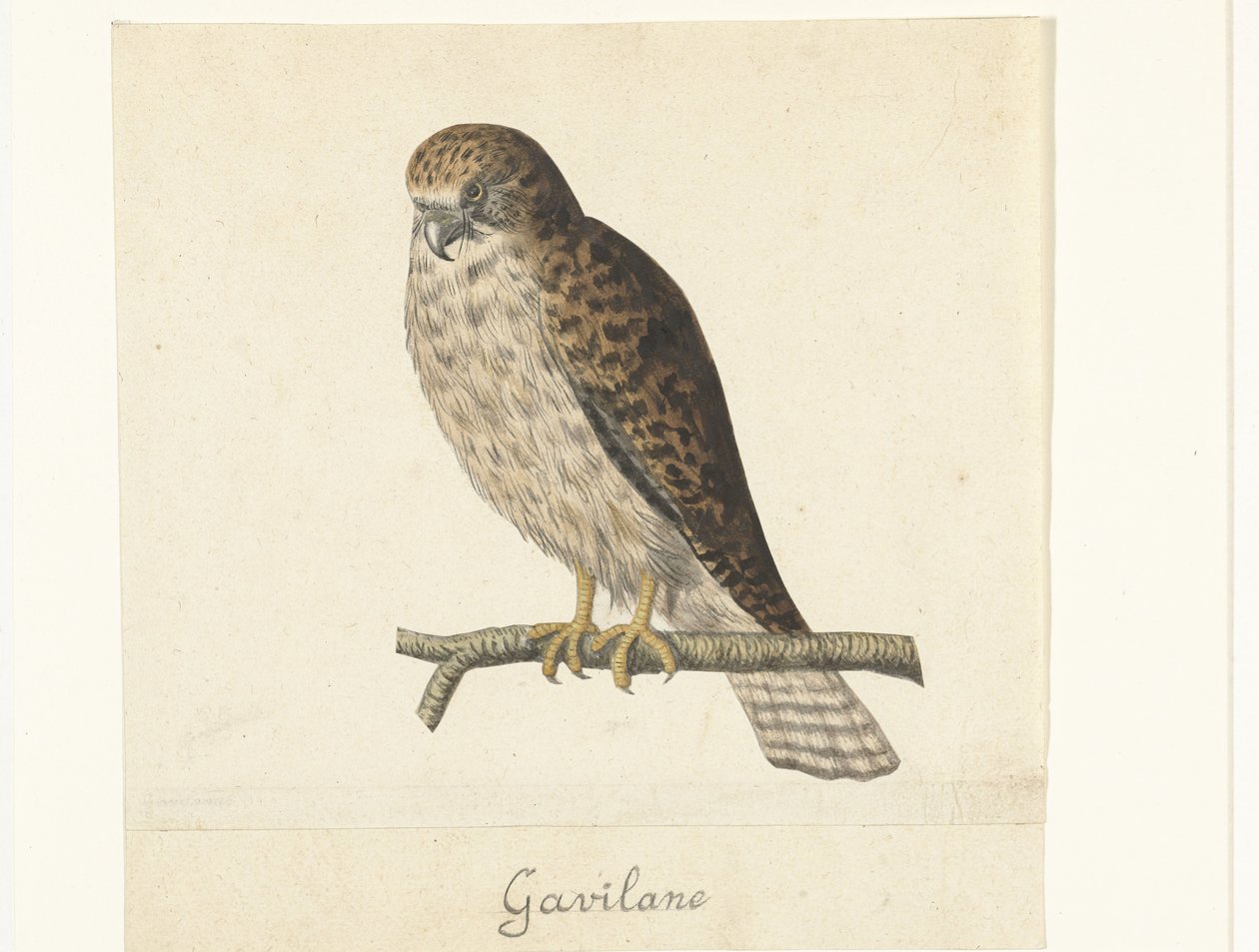 Torenvalk Gavilane (nesne üzerindeki başlık) Lombard albümü (seri başlığı) by Anonymous