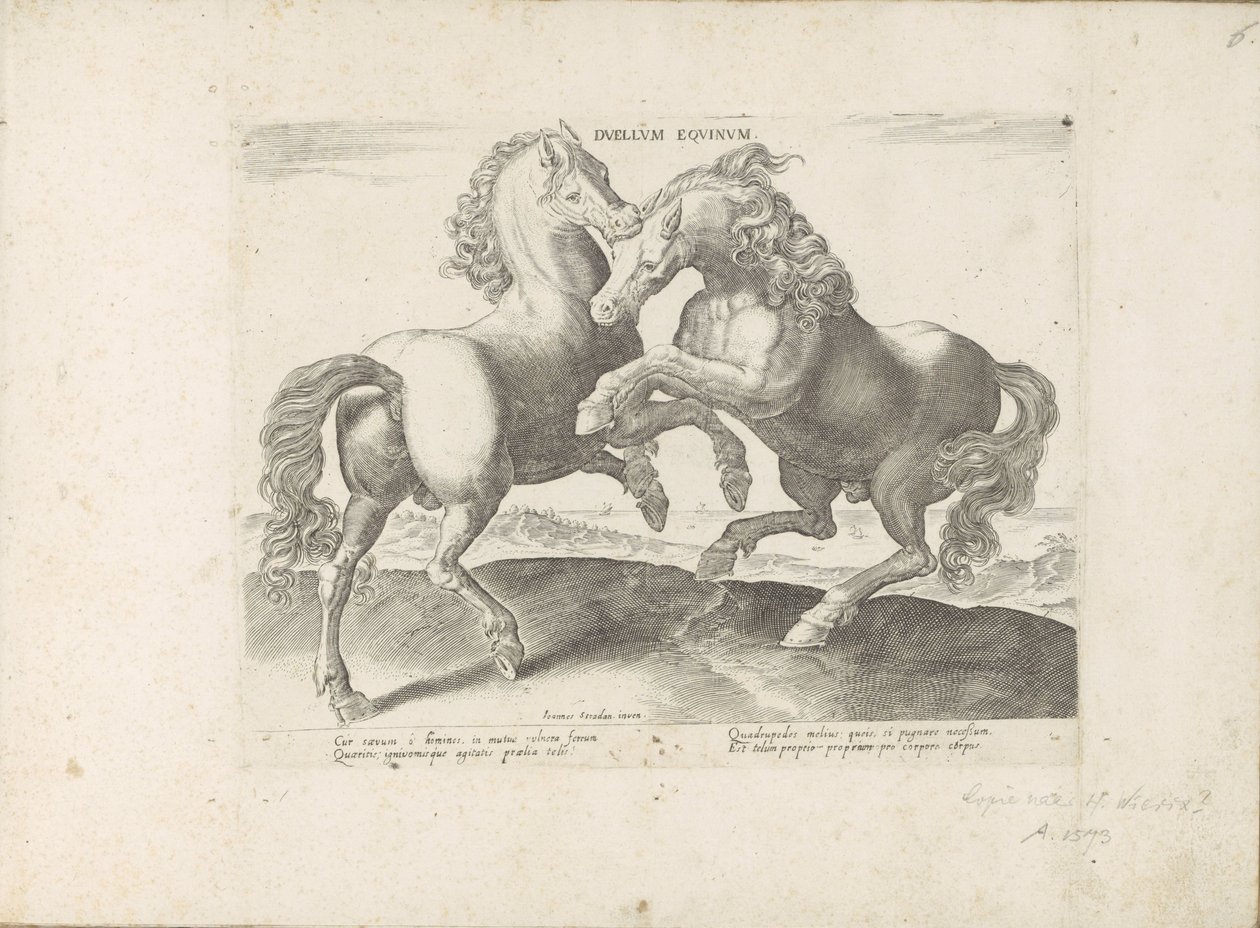 Twee vechtende paarden Duel Equinum (nesne üzerindeki başlık) Her türden en asil olan bir at: dünyanın çeşitli yerlerinden seçilen atların seçkin bir karakteri (...) (nesne üzerine seri başlığı) by Anonymous