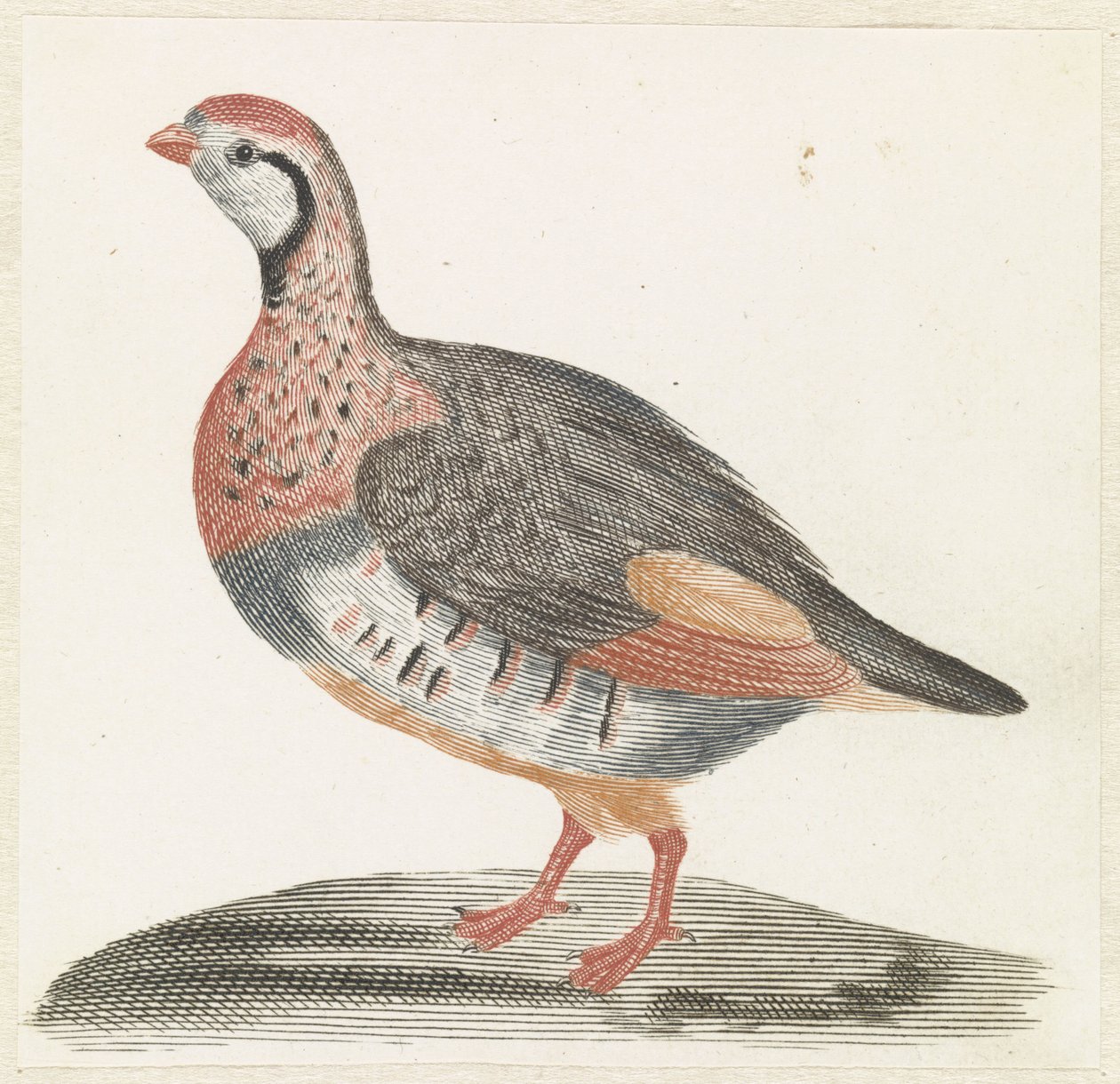 tarla tavuğu by Anonymous