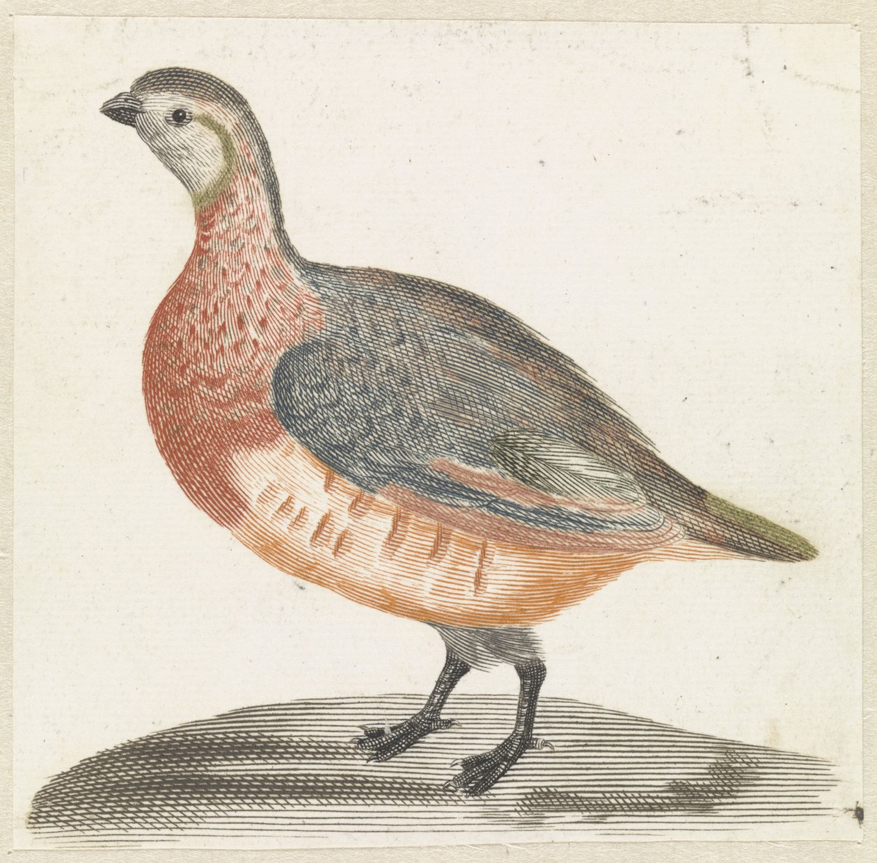 tarla tavuğu by Anonymous