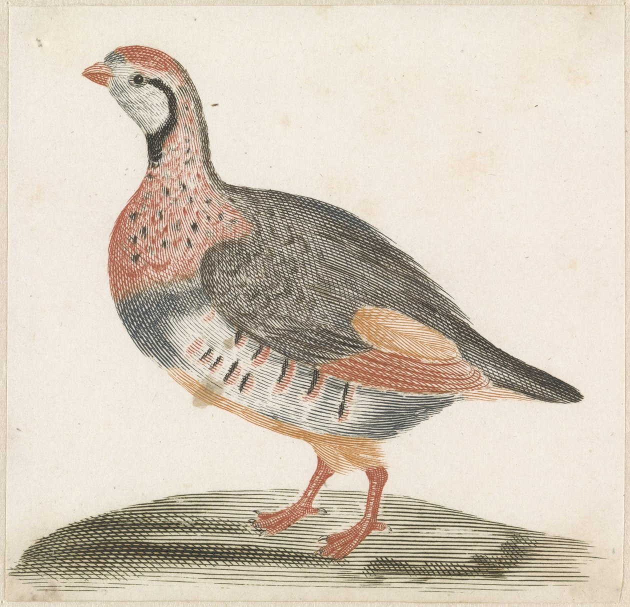 tarla tavuğu by Anonymous