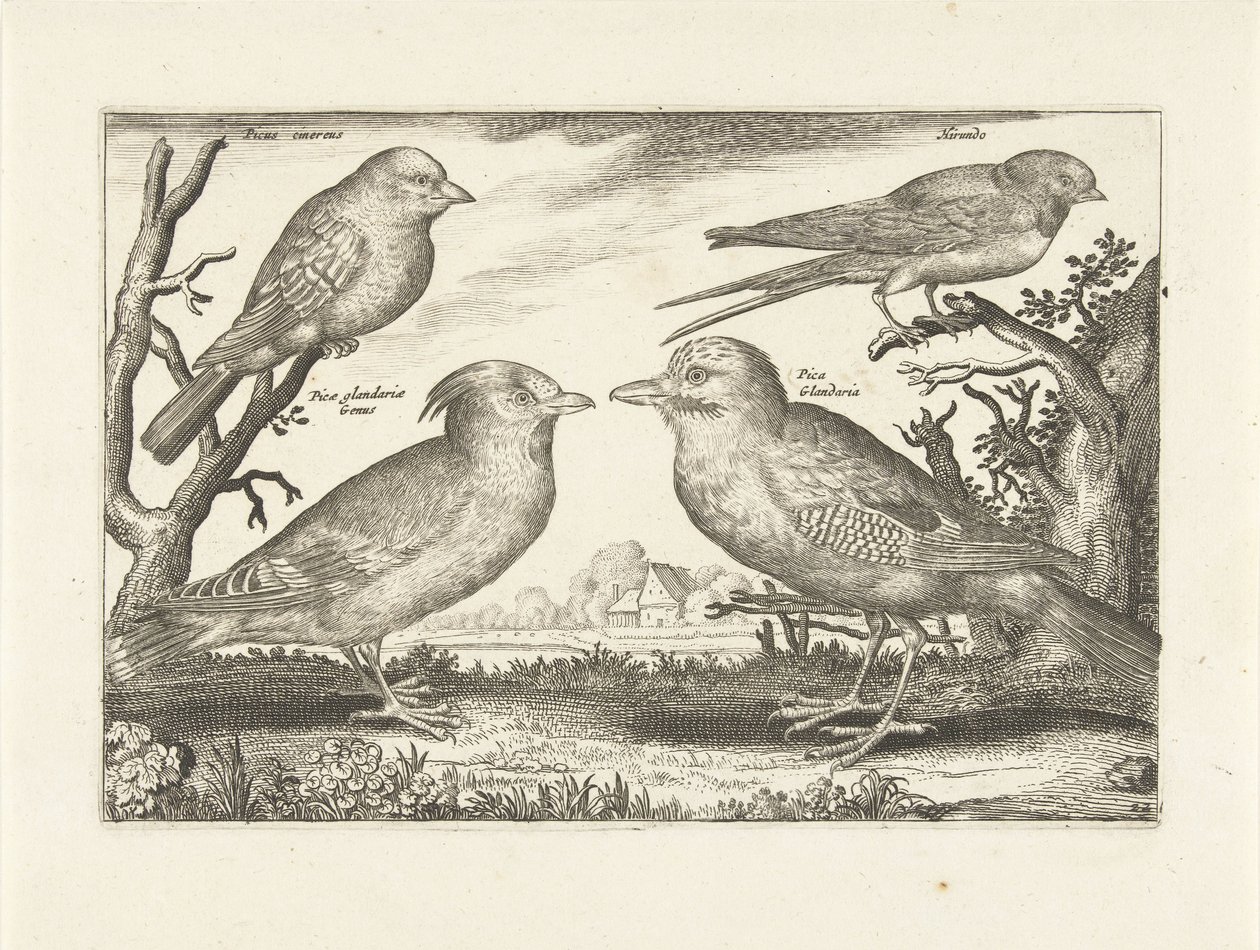 dört kuş Kuşlar (dizi adı) Avivm Vivae (dizi adı) by Anonymous