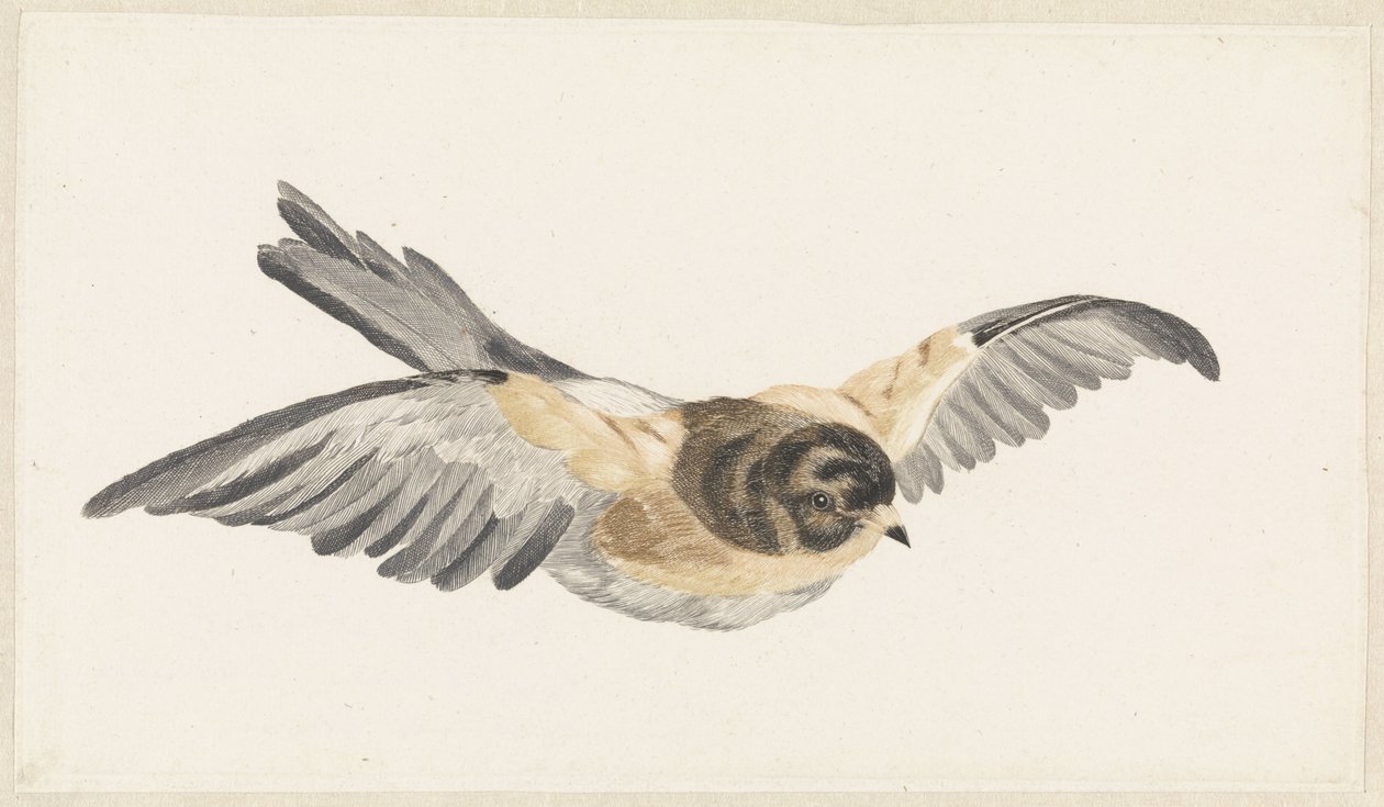 Vliegende kalesi (Fringilla montifringilla) by Anonymous