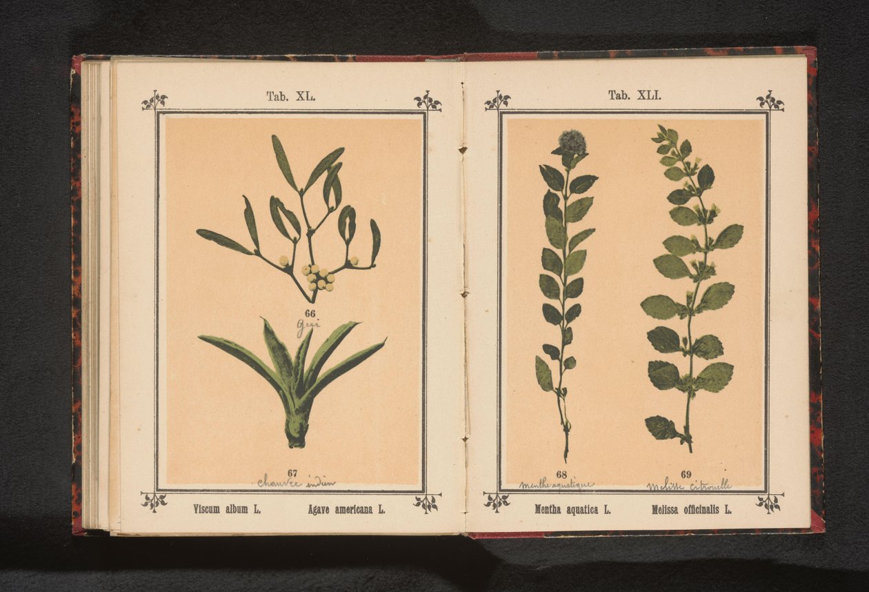 Nane ve limon balsamı Mentha aquatica L. Melissa officinalis L. (nesne üzerindeki başlık) by Anonymous