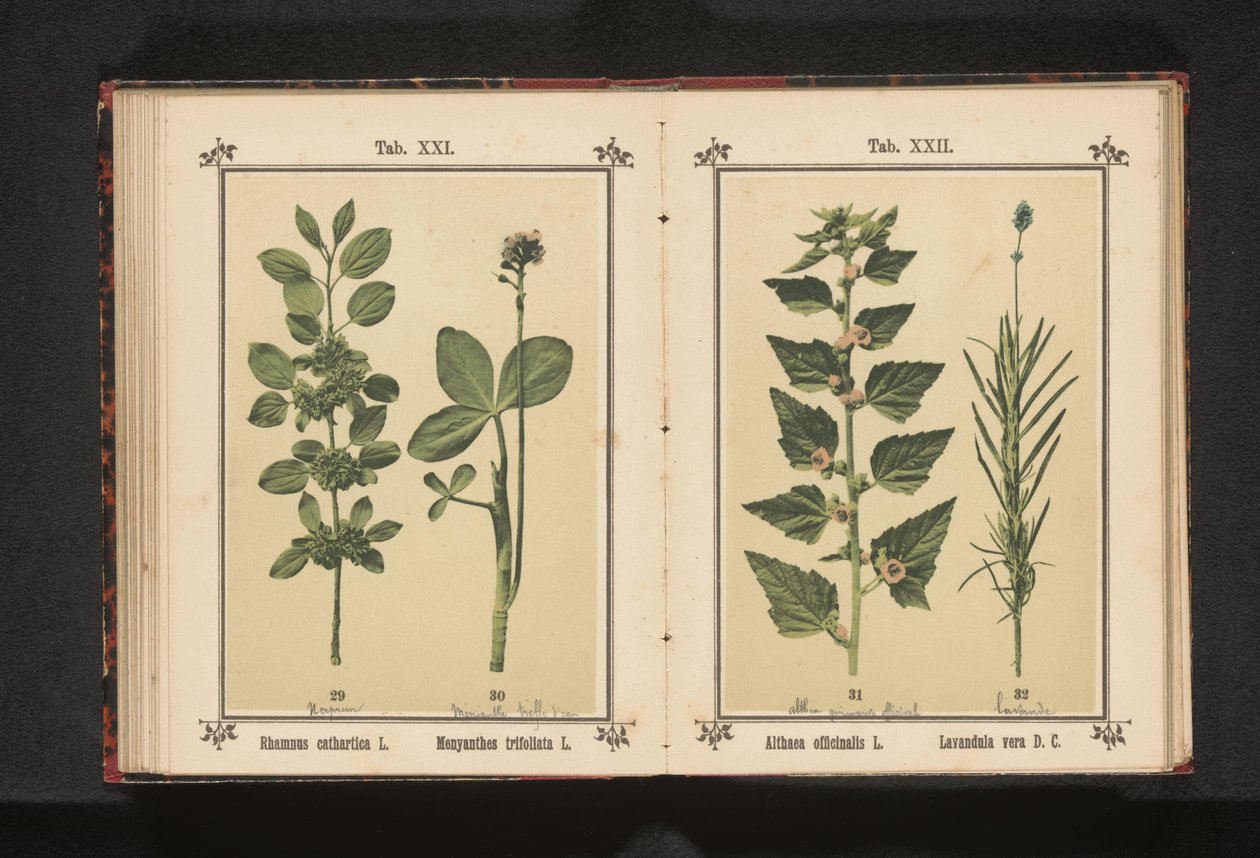 Wedgedoorn ve su kurusu yaprakları Rhamnus cathartica L. Menyanthes trifoliata L. (nesne üzerindeki başlık) by Anonymous
