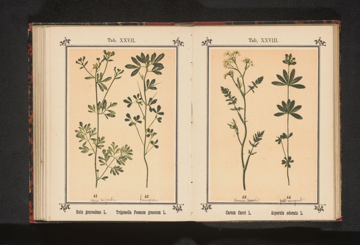 Wijnruit en fenegriek Ruta graveolens L. Trigonella Foenum graecum L. (nesne üzerindeki başlık) by Anonymous