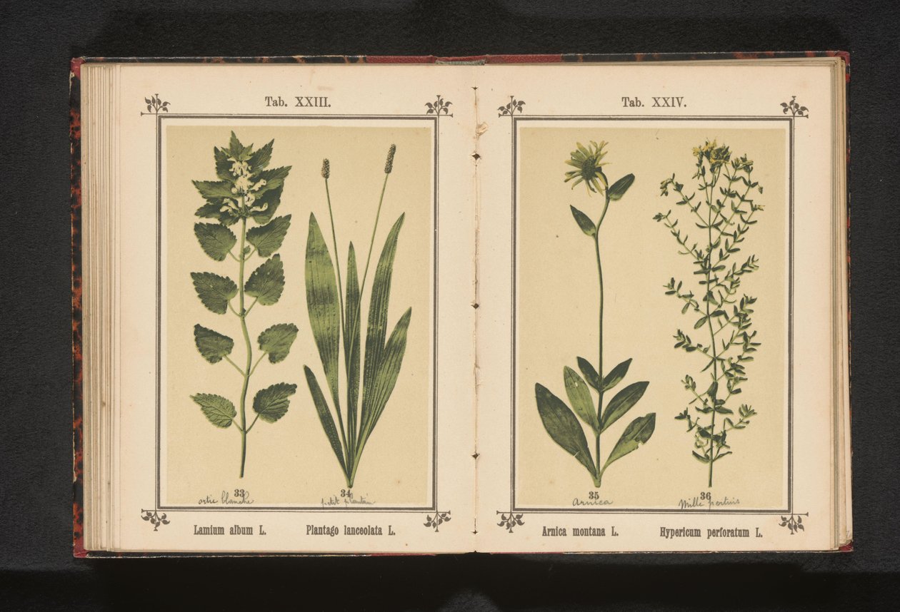 Beyaz ısırgan otu ve dar muz Lamium albümü L. Plantago lanceolata L. (nesne üzerindeki başlık) by Anonymous