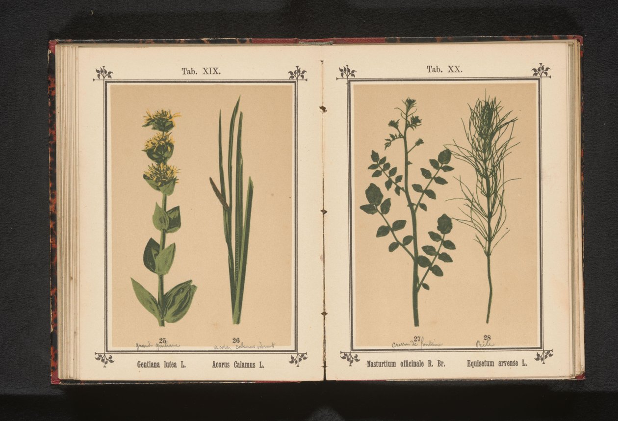 Beyaz su teresi ve at kuyruğu Nasturtium officinale R. Br. Equisetum arvense L. (nesne üzerindeki başlık) by Anonymous