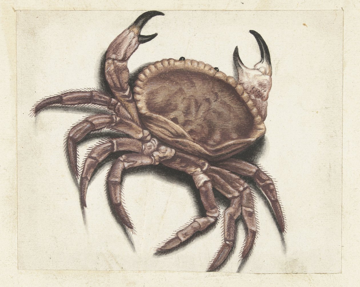 Deniz yengeç Lombard albümü (seri başlığı) by Anonymous